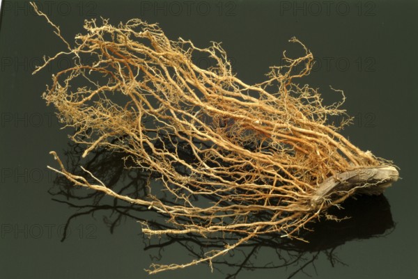 Vetiver, Chrysopogon zizanioides, Andropogon squarrosus, Andropogon muricatus, a sweet grass, is
