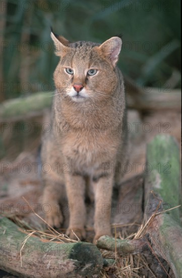 Jungle cat (Felis chaus)