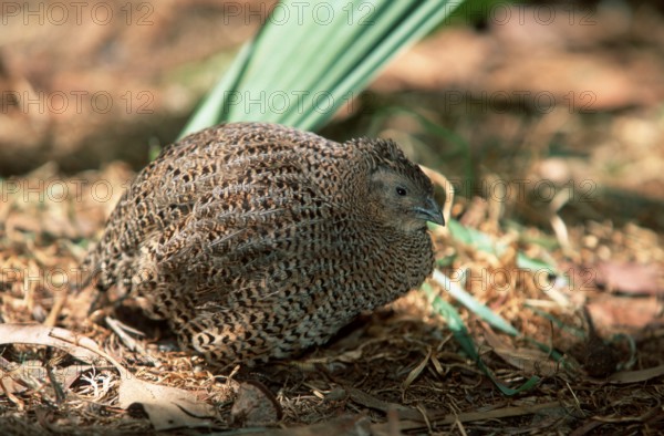 Indian Blue Quail, female (Coturnix chinensis), Chinesische Zwergwachtel, weiblich, Asien, asia,
