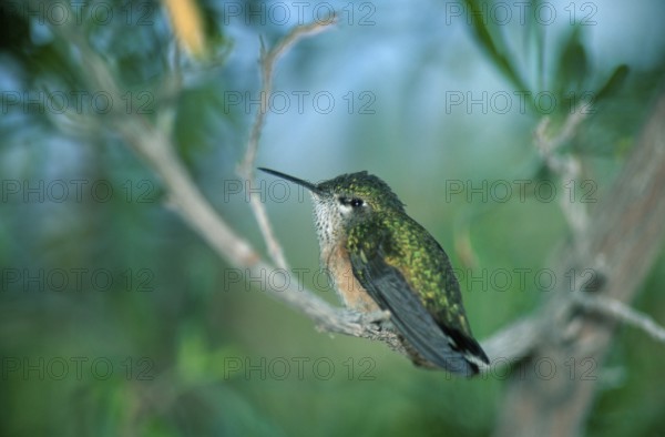 Calliope Hummingbird, male, Sonora desert, Arizona, USA (Stellula calliope), Sternelfe, maennlich,