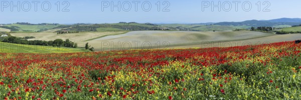 Poppy field near Pienza, Val dOrcia, Orcia Valley, UNESCO World Heritage Site, Siena Province,