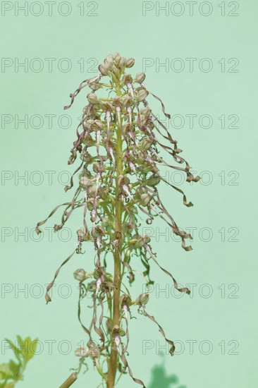 Lizard orchid (Himantoglossum hircinum), inflorescence, high key photo, North Rhine-Westphalia,