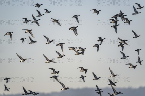 Eurasian Wigeon (Mareca penelope), birds in flight over Marshes at winter time