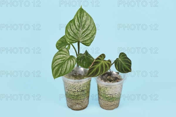 Concept for upcycling old plastic coffee cups as repurposed greenhouse for propagating houseplant