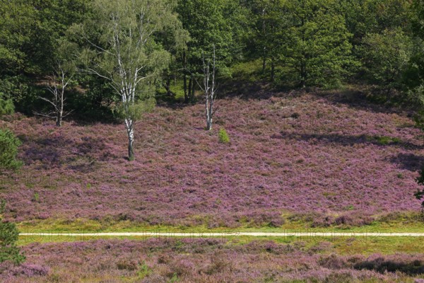 Fischbeker Heide nature reserve, heath blossom, flowering common heather (Calluna vulgaris),