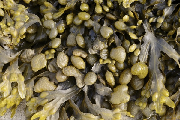 Bladder wrack (Fucus vesiculosus), Brittany, France, Europe