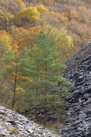 Mixed forest, pines (Pinus) and deciduous trees with autumn leaves between slate dumps, Eastern