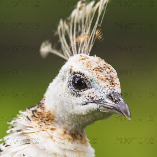Portrait of Female Indian Peafowl (Pavo cristatus)
