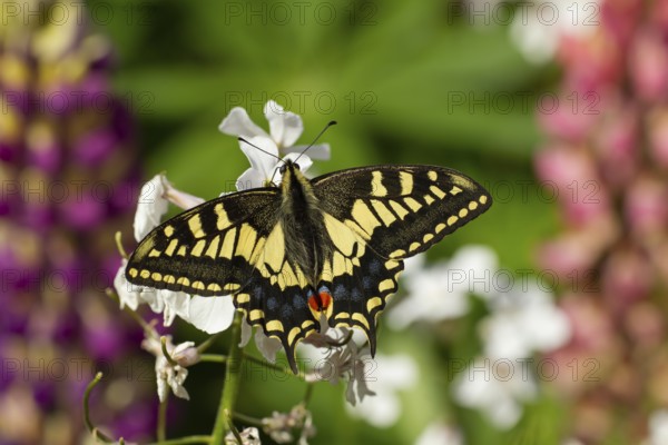 English swallowtail butterfly (Papilio machaon) adult feeding on a white flower, Norfolk, England,