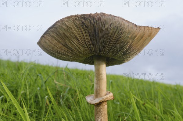 Giant umbrella mushroom in a meadow, parasol mushroom (Macrolepiota procera), mushroom, close-up,