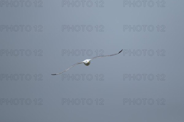 Kittiwake (Rissa tridactyla) adult bird in flight, Suffolk, England, United Kingdom, Europe