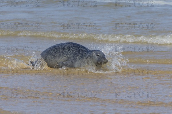 Grey (Halichoerus grypus) seal adult animal in the surf of the sea, Norfolk, England, United