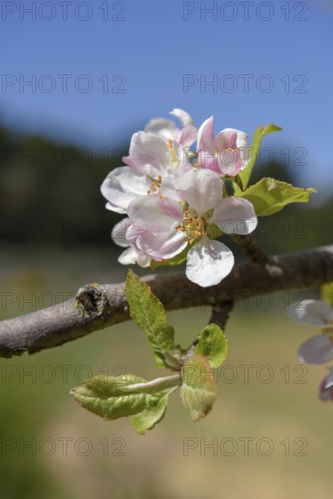 Flower of the European wild apple (Malus sylvestris), near Confrides, Province of Alicante, Costa