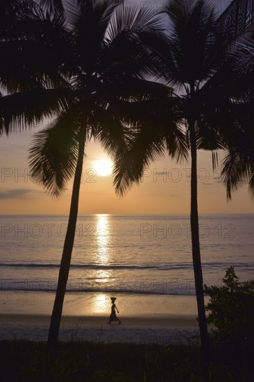 Palm trees at sunset, Tokeh Beach, Tokeh, Western Area Region, Sierra Leone, Africa