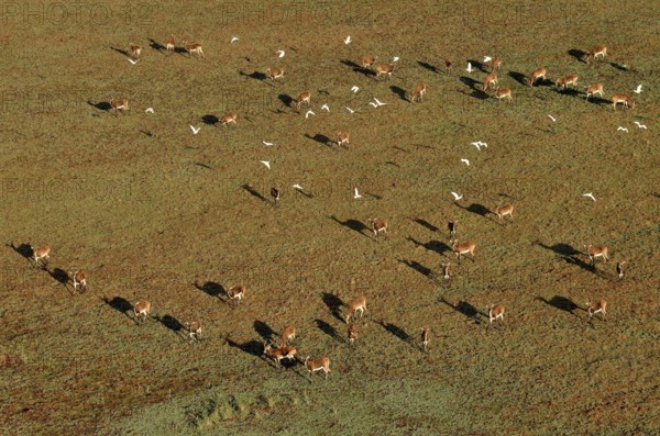 Aerial view, Black lechwes (Kobus leche smithemani), Bangweulu Swamps, Luapula Province, Zambia,