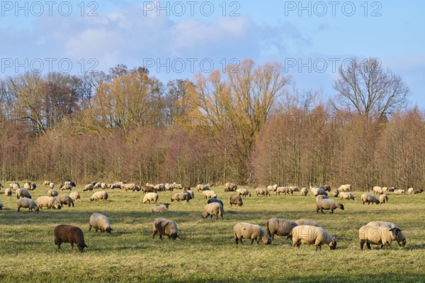 Landscape with flock of sheep, Reinheim, Darmstadt-Dieburg, Hesse, Germany, Europe