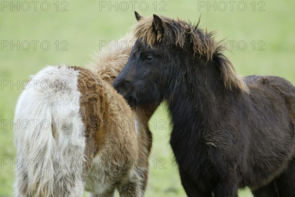 Icelandic Horses, grooming foals, Icelandic ponies, foals, mutual grooming, Icelanders