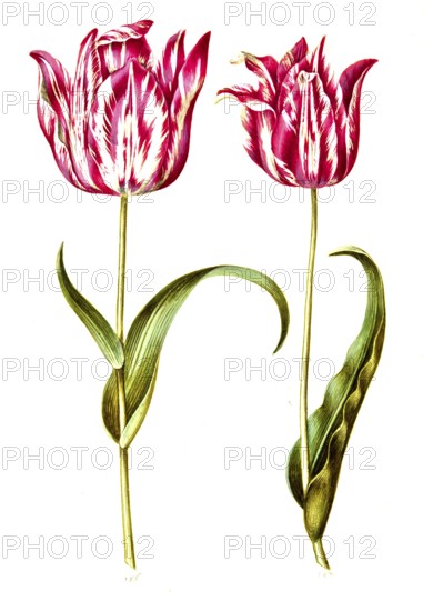Garden tulip (Tulipa) gesneriana, Historic, digitally enhanced reproduction of an original from the