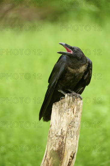Common raven (Corvus corax), young bird sitting on wooden pole calling, Bohemian Forest, Czech