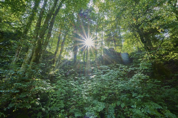 Forest, Deciduous forest, Sun, Summer, Rakov Skocjan valley, Cerknica, Carniola, Slovenia, Europe
