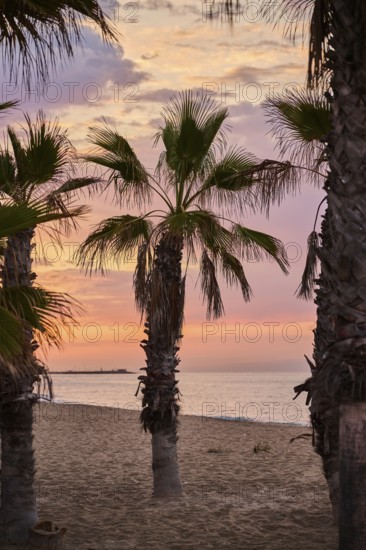 Mexican fan palm (Washingtonia robusta) at sunrise growing on a beach near Tarragona, Catalonia,
