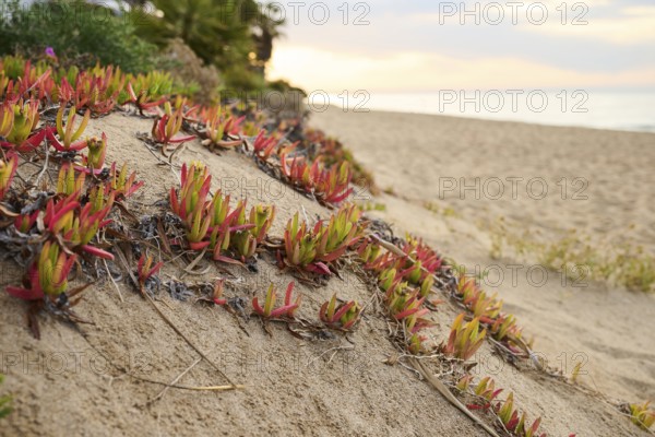Hottentot-fig (Carpobrotus edulis) growing on a beach near Tarragona, Catalonia, Spain, Europe