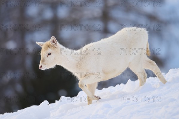 European fallow deer (Dama dama) doe fawn on a snowy meadow in the mountains in tirol, Kitzbühel,