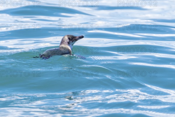 Dickschnabelpinguin (Eudyptes pachyrhynchus), Bootstour, Akaroa, Banks Peninsula, Canterbury,