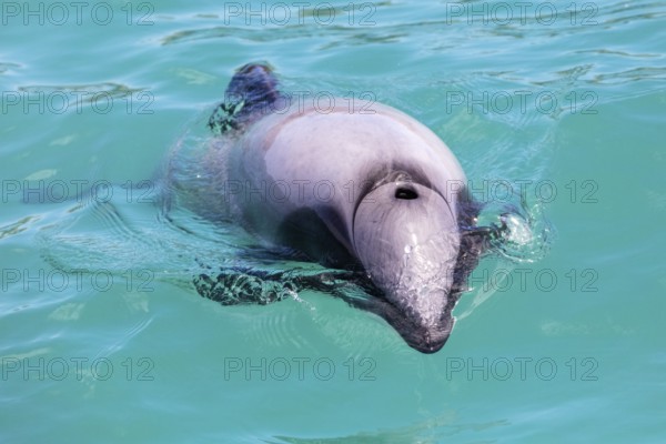 Hector-Delphin (Cephalorhychus hectori), Bootsfahrt, Akaroa, Banks-Halbinsel, Canterbury,