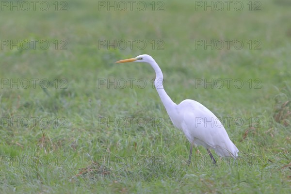 Great egret (Egretta alba), foraging in a meadow, Lembruch, Dümmer nature park Park, Lower Saxony,