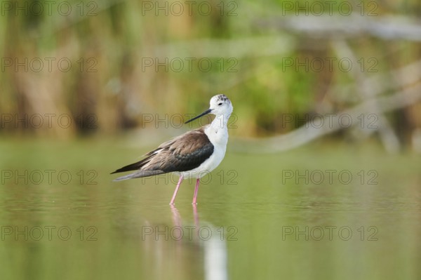 Black-winged stilt (Himantopus himantopus) standing in the water, Camargue, France, Europe
