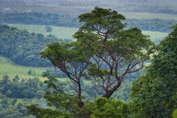 Tree, flora, rainforest, jungle, tropical forest, tropics, rain, nature, landscape, Daintree