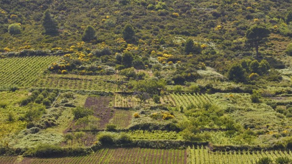Vineyards, fields, trees, green cultivated landscape, Valdichiesa, Monte dei Porri, Salina, Aeolian