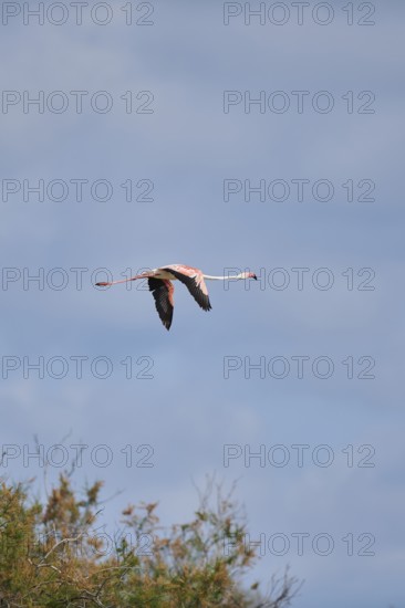 Greater Flamingo (Phoenicopterus roseus), flying in the sky, Parc Naturel Regional de Camargue,