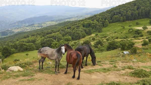 Horses, pasture, grove, trees, green hill, Nebrodi National Park, Sicily, Italy, Europe