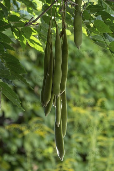 Seed pods of Chinese chinese wisteria (Wisteria sinensis), Bavaria, Germany, Europe