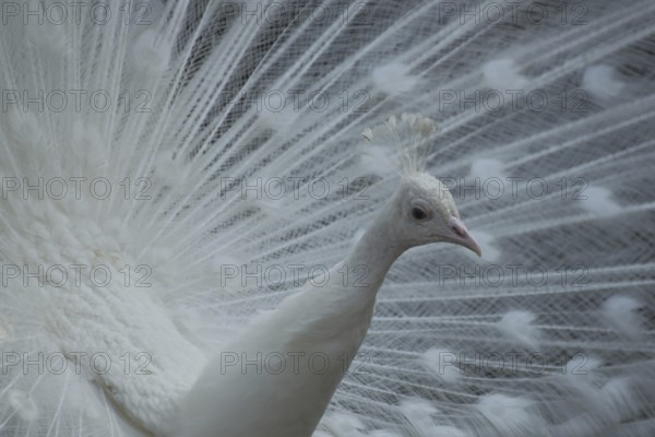 White indian peafowl (Pavo cristatus), wheeling, courtship, white, bird feathers, captive