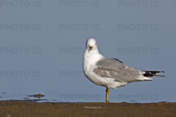 Common gull (Larus canus), resting in the water, Lower Saxony Wadden Sea National Park, East