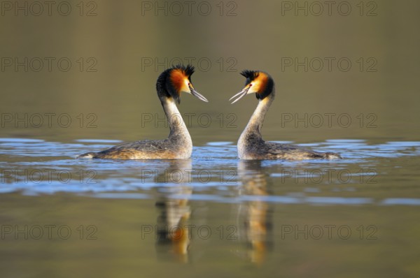 Great Crested Grebe, pair, head shaking, North Rhine-Westphalia, Germany, Europe