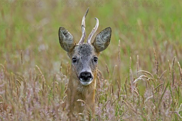 European roe deer (Capreolus capreolus) with deformed antlers in a maize field in June