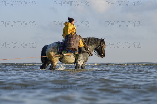 Horse fishermen catching Brown shrimp (Crangon crangon), Koksijde, North Sea coast, province of