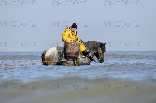 Horse fishermen with his trawl net catching Brown shrimp (Crangon crangon), Koksijde, North Sea
