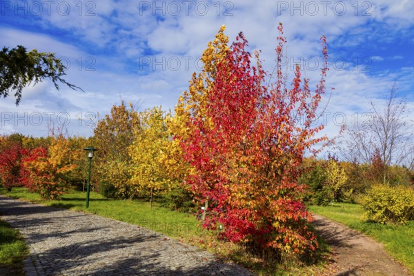 The Forest Botanical Garden Tharandt is an institution of the Technical University of Dresden and