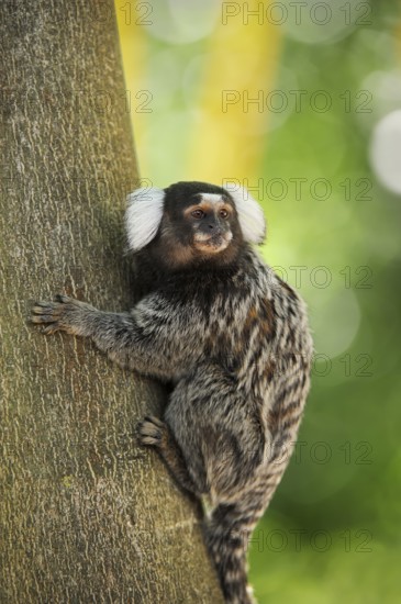 Common marmoset (Callithrix jacchus), captive, occurrence in Brazil, Malaysia, Asia