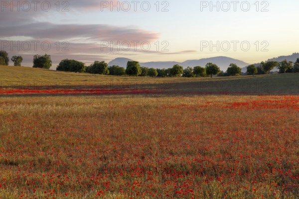 Poppy meadow (Papaver rhoeas), Majorca, Balearic Islands, Spain, Europe