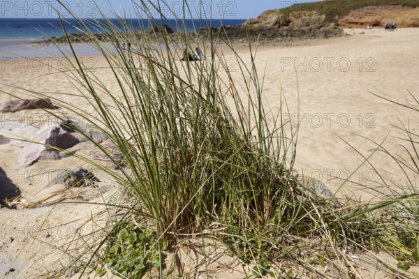 European marram grasses (Ammophila arenaria) with a blurred view of the English Channel in the