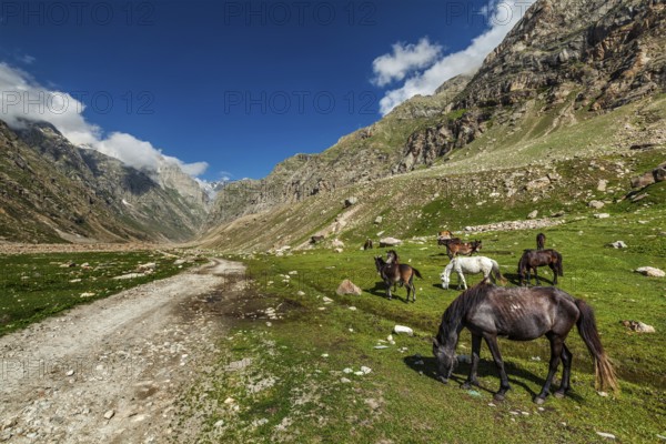 Horses grazing along dirt road in Lahaul Valley, Himachal Pradesh, India, Asia