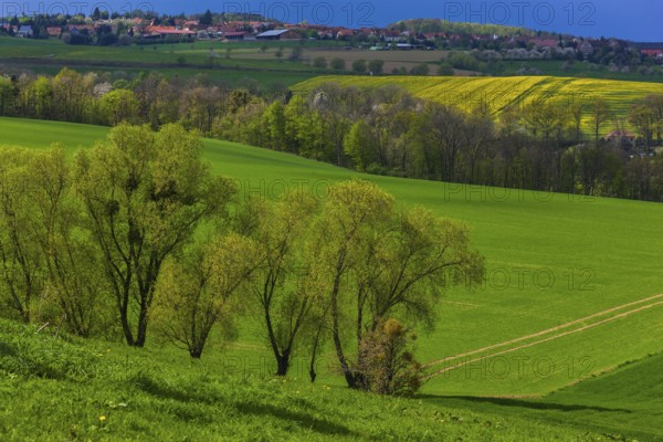 Fields near Zuschendorf with a view of Niederseifersdorf