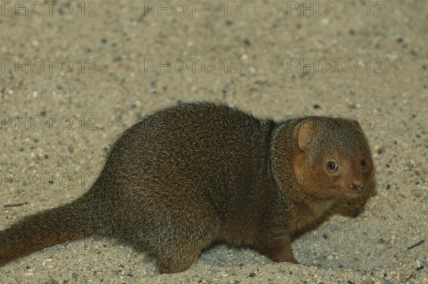 Dwarf mongoose (Helogale undulata), mongoose, mongoose, captive