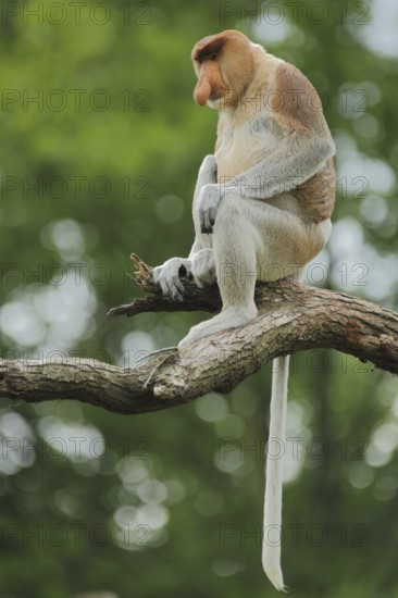 Proboscis monkey (Nasalis larvatus), adult, male, captive